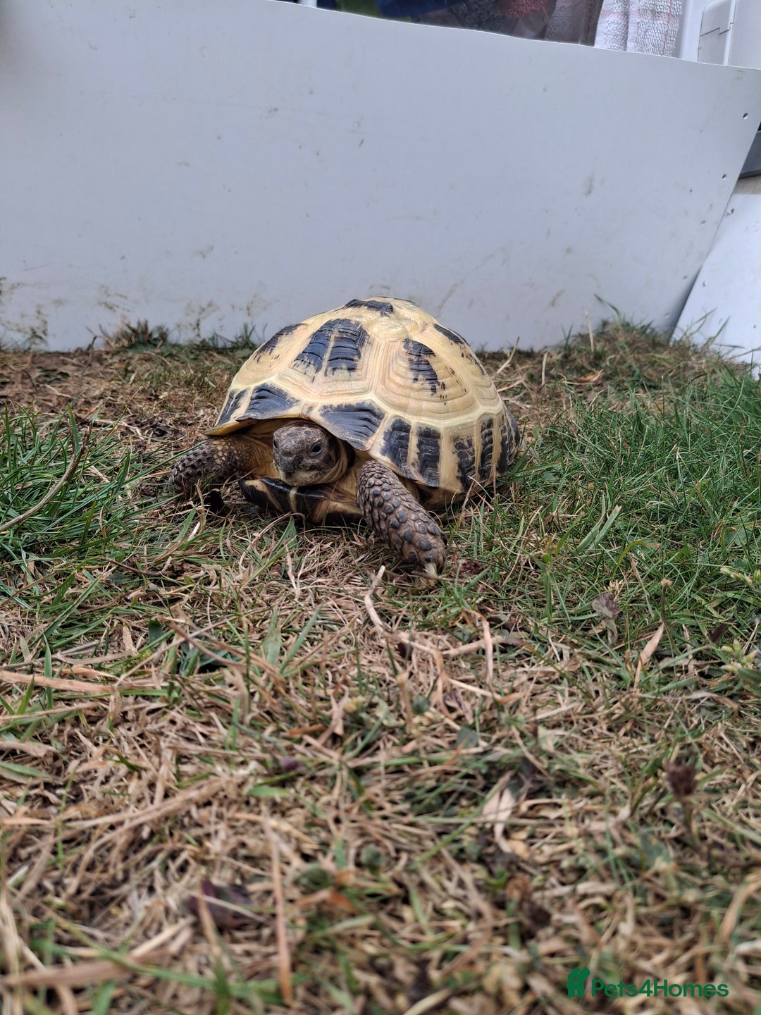 Tortoise reptiles for sale: Shelby - Image 6