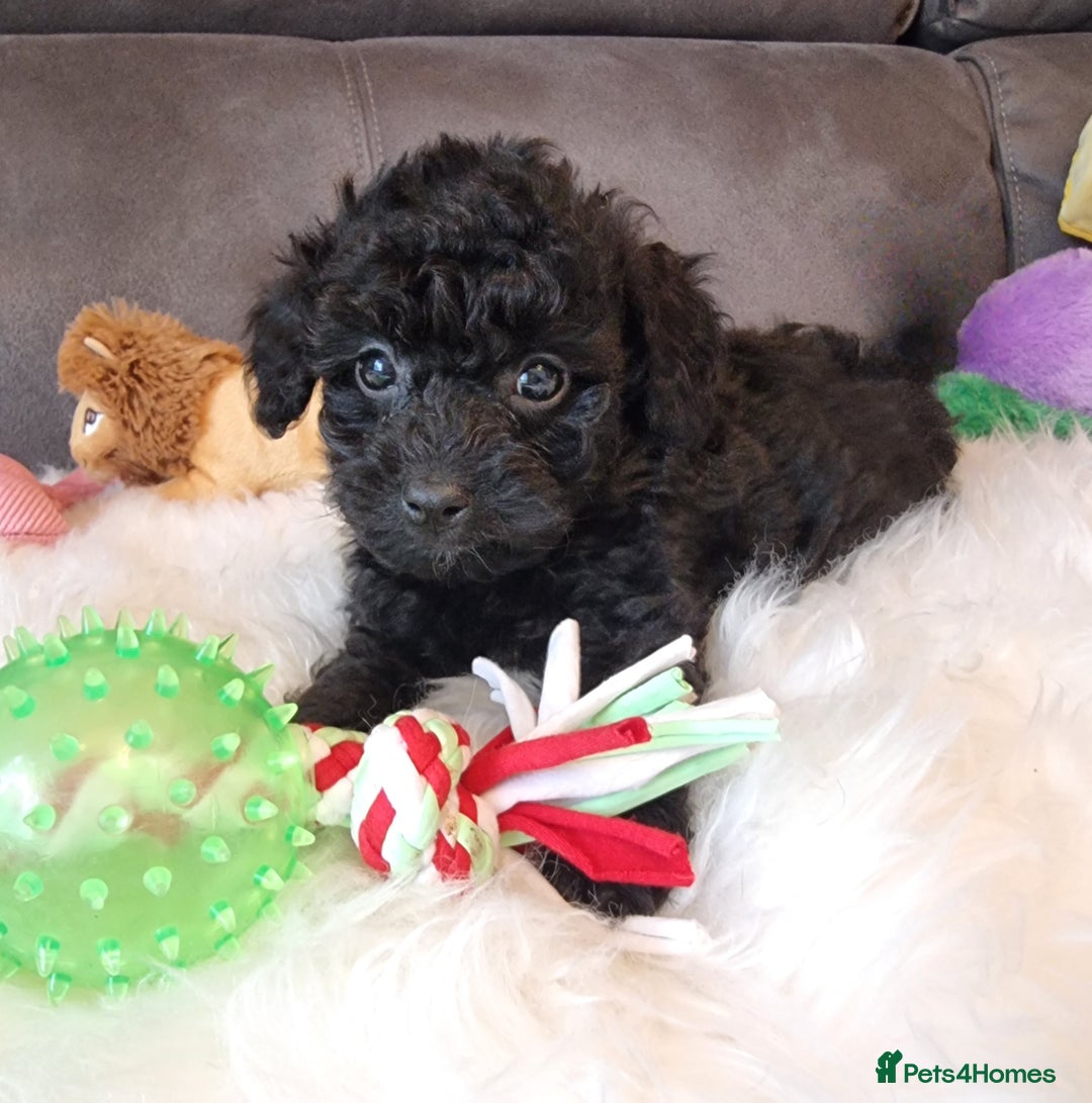 Cockapoo dogs for sale: Best Friend Sofa Companions 🥰 Fully vaccinated  - Image 38
