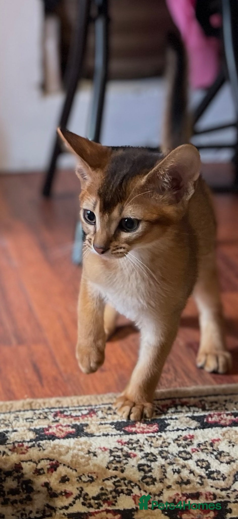 Abyssinian cats 12 Weeks Female 🏆🥇🏵️Top Quality Champion ln  - Advert 13