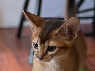 Abyssinian cats 12 Weeks Female 🏆🥇🏵️Top Quality Champion ln - Advert 13