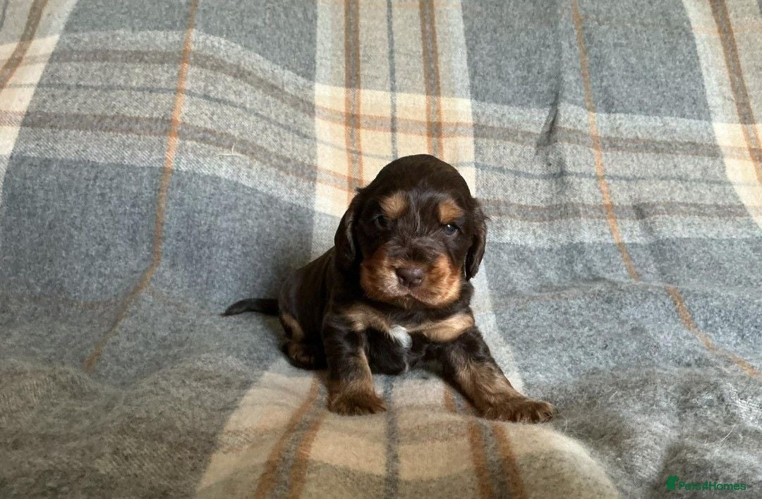 Cocker Spaniel dogs Gorgeous kc reg show cocker spanial boy  - Advert 1