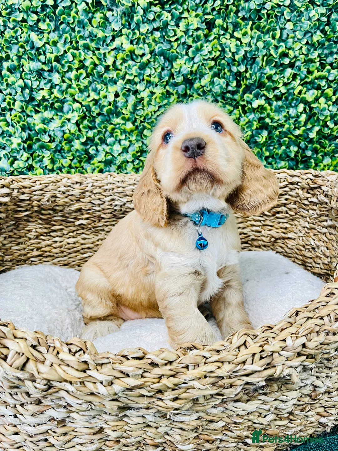 Cocker Spaniel dogs for stud: 🧡🧡 KC REG Stud Orange Roan Show Cocker Spaniel in Northallerton - Advert 19