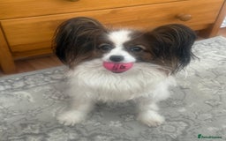 Papillon dogs for sale: KC reg petite Papillon puppies for forever homes - Image 9
