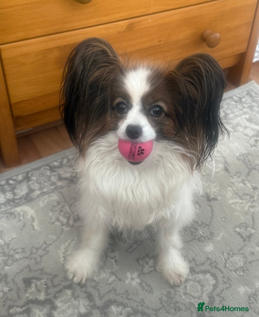 Papillon dogs for sale: KC reg petite Papillon puppies for forever homes - Image 9