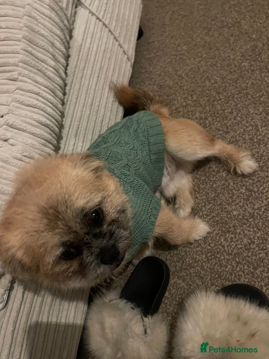 Shih Tzu dogs for sale: Khaos - Advert 2