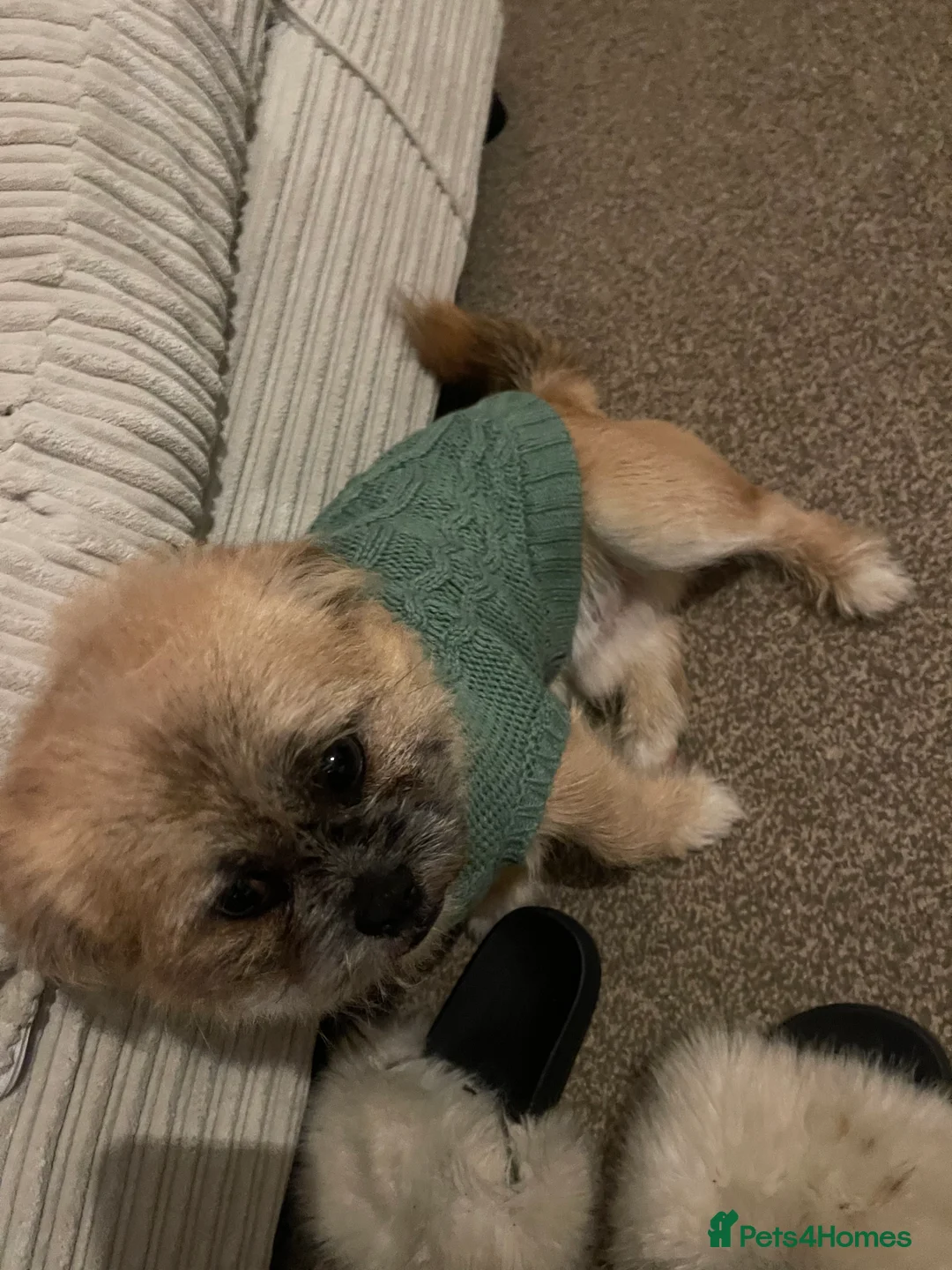 Shih Tzu dogs for sale: Khaos - Advert 2