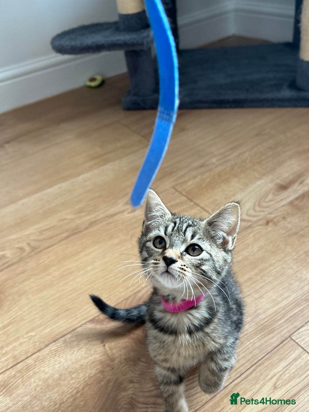 American Shorthair cats for sale: 🌟5 Adorable Kittens Ready For 4ever Home 🌟 - Advert 24