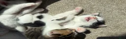 Bengal cats for sale: Beautiful mixed Bengal kittens 🐾 - Advert 9