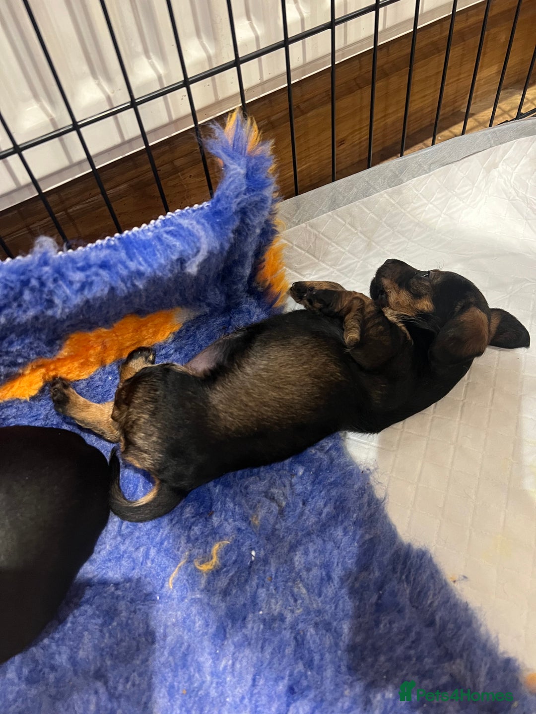 Miniature Dachshund dogs for sale: **Exceptionally well Raised Miniature Dachshunds** - Advert 30