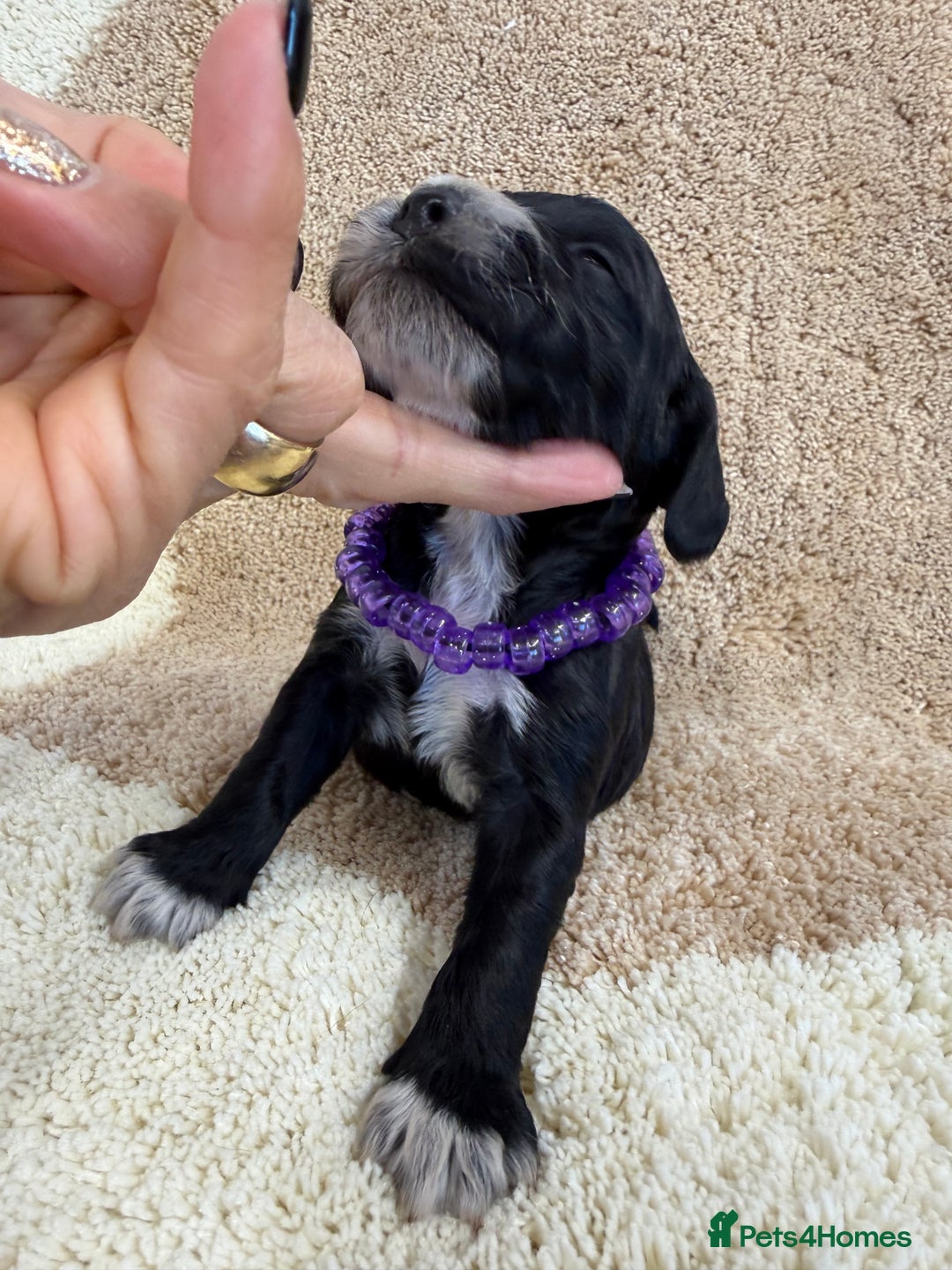 Cockapoo dogs for sale: F1 mini cockapoos health tested parents  - Advert 4