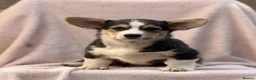 Welsh Corgi Pembroke dogs for sale: Quality Corgi pups waiting lovely homes - Advert 11
