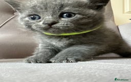 Scottish Fold cats for sale: Adorable Scottish Fold & Straight Kittens 💕🐾 - Image 23
