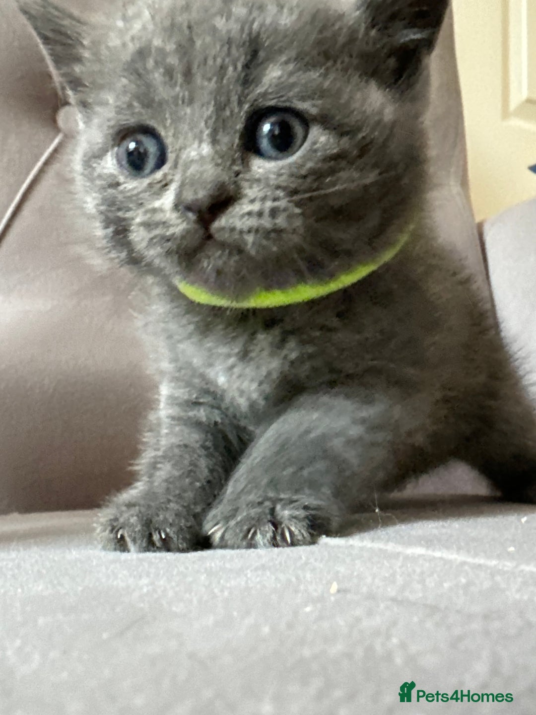 Scottish Fold cats for sale: Adorable Scottish Fold & Straight Kittens 💕🐾 - Image 23