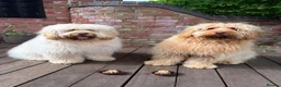 Newfypoo dogs for sale: Rare Newfypoo Puppies.  Stunning colors - Advert 2