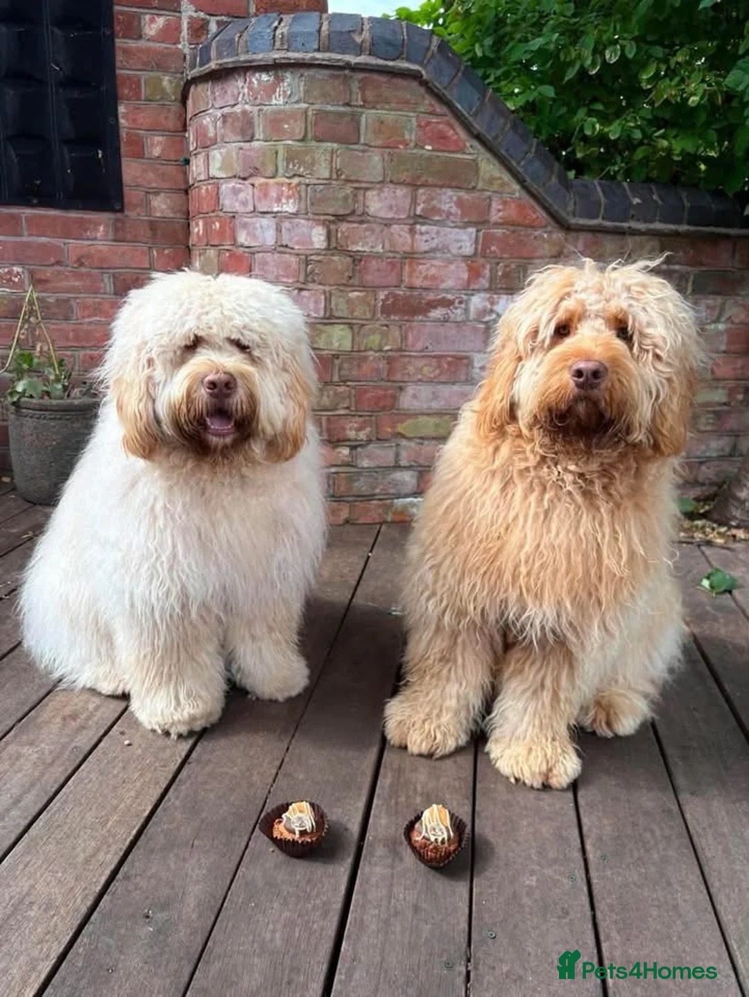 Newfypoo dogs for sale: Rare Newfypoo Puppies.  Stunning colors - Advert 2
