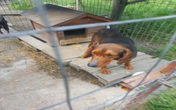 Mixed Breed dogs for adoption: RUNA - a Superb girl, for a Loving Home - Image 2
