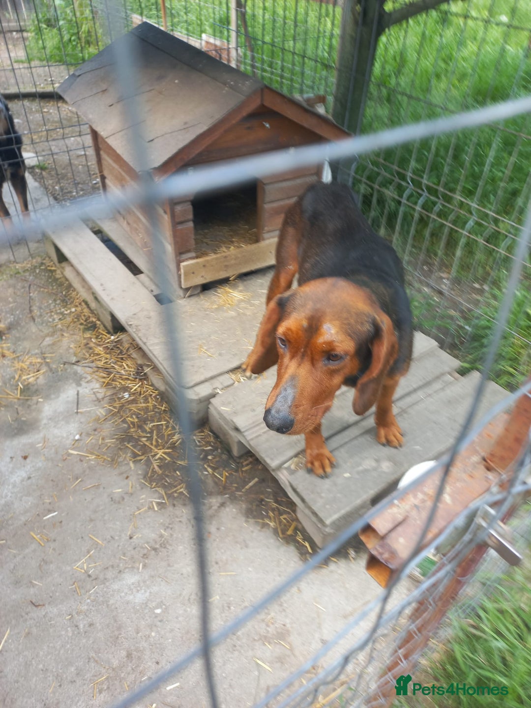 Mixed Breed dogs for adoption: RUNA - a Superb girl, for a Loving Home - Image 2