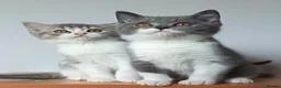 Scottish Fold cats for sale: Beautiful kittens - Advert 20
