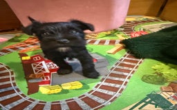 Miniature Schnauzer dogs for sale: Gorgeous KC Reg mini Schnauzers 1 black girl left  - Advert 14