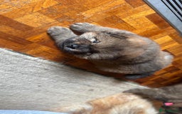 Chow Chow dogs for sale: Puppies looking for new home - Image 2