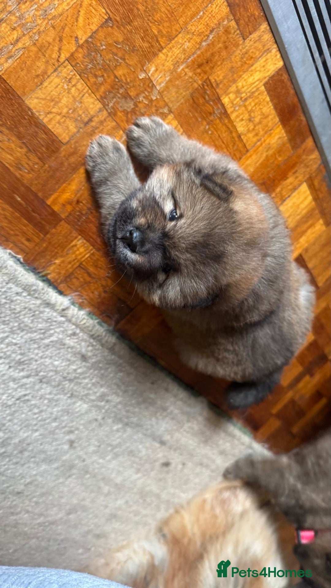 Chow Chow dogs for sale: Puppies looking for new home - Image 2