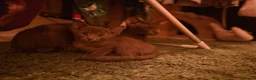 Oriental cats for sale: Oriental kittens available, males and female  - Advert 11