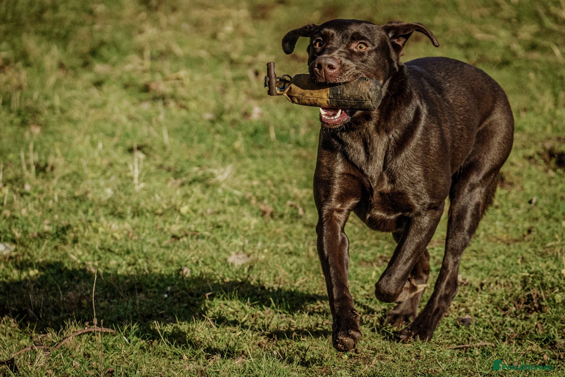 Labrador Retriever dogs 🤎 3-Year-Old Chocolate Labrador female  - Advert 1