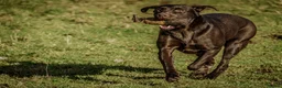 Labrador Retriever dogs for sale: 🤎 3-Year-Old Chocolate Labrador female  - Advert 1