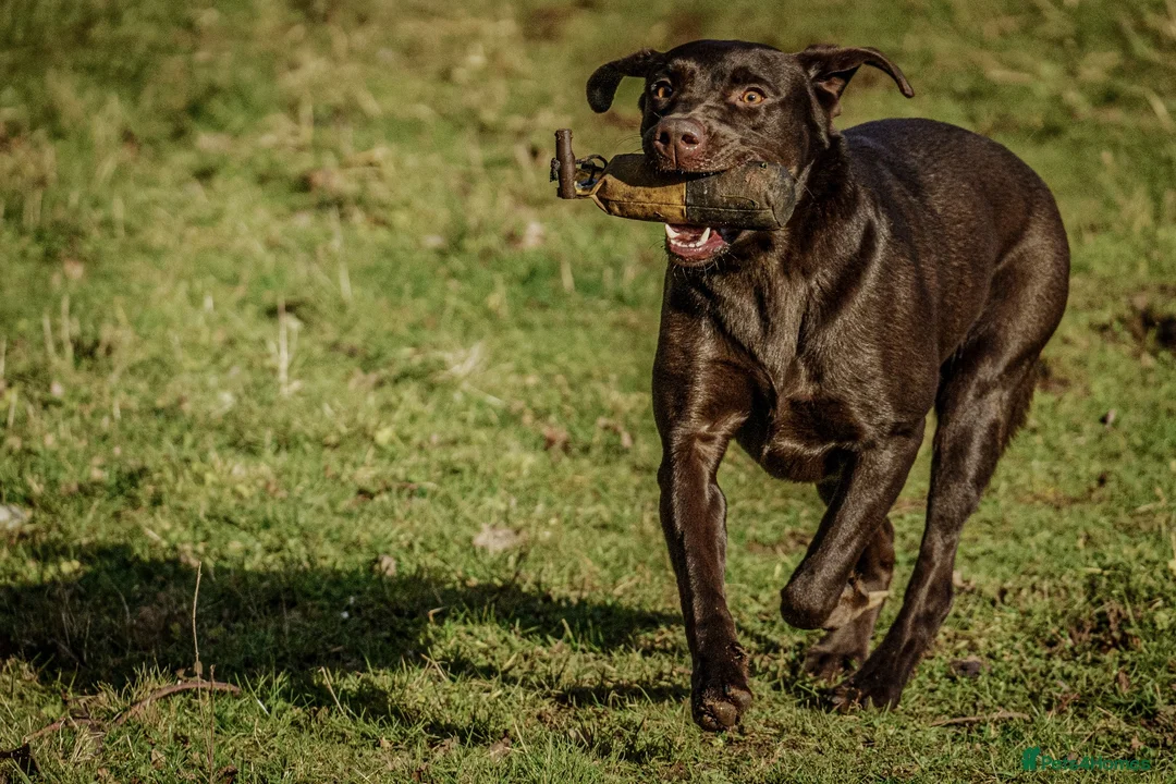 Labrador Retriever dogs for sale: 🤎 3-Year-Old Chocolate Labrador female  - Advert 1