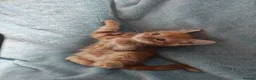 Mixed Breed cats for sale: GINGER BOYS VIDEOS - Advert 26
