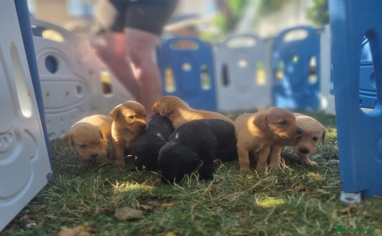 Labrador Retriever dogs - Advert 2