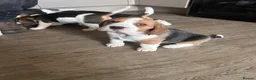 Beagle dogs for sale: Beautiful KC registered beagle puppies - Advert 10