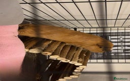Guinea Pig rodents for sale: Male guinea pig  - Image 2