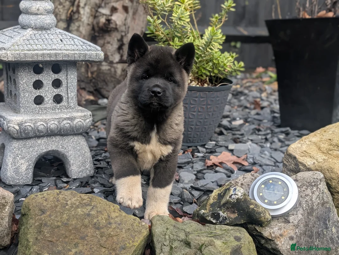 Akita dogs for sale: European Champions Bloodline American Akita's  - Advert 2