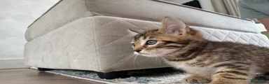 Bengal Kitten 4