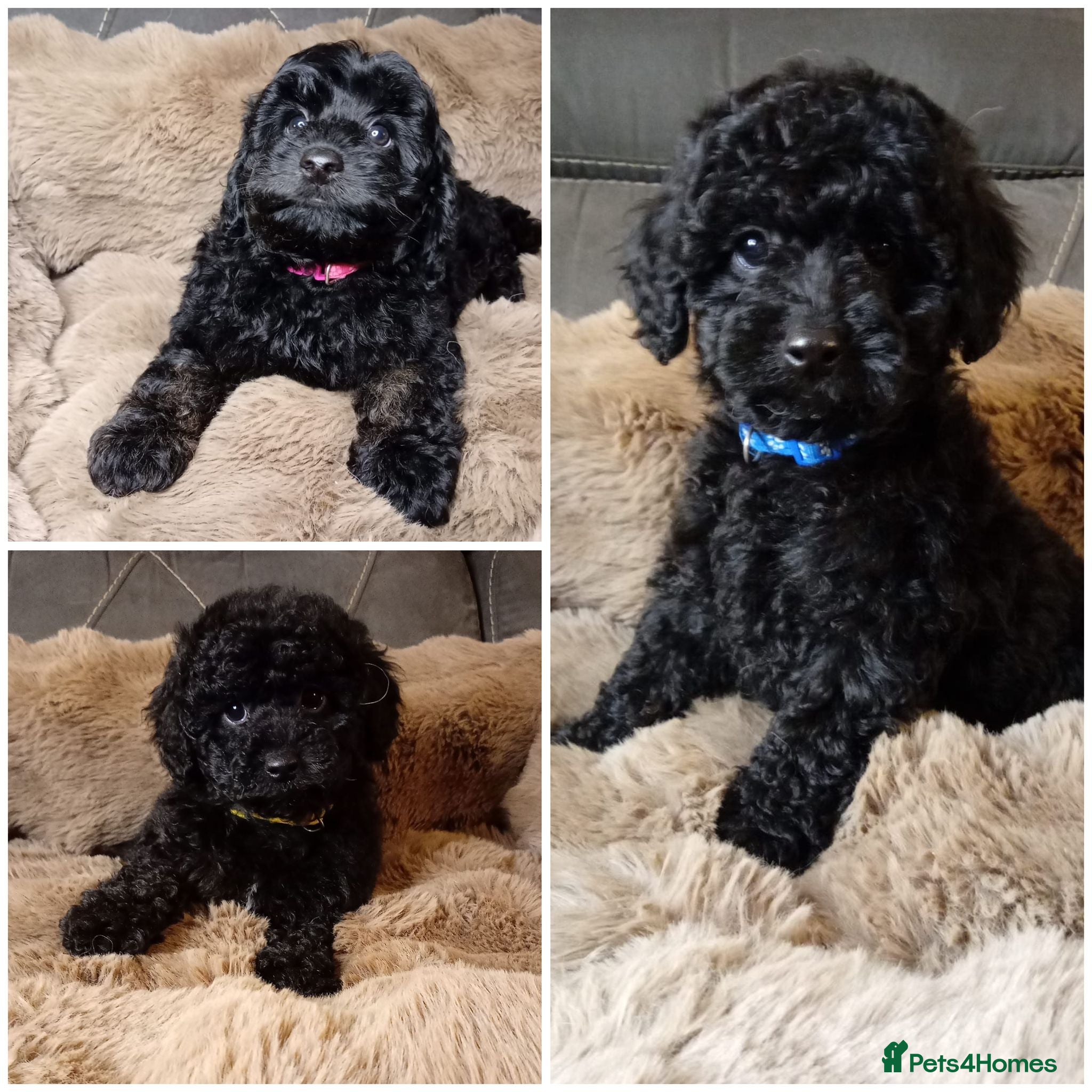 Cavapoo dogs Cavapoo f1b puppies ready now - Advert 8