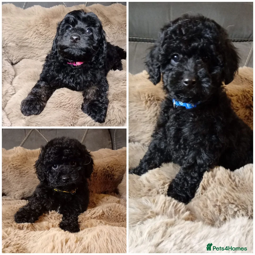 Cavapoo dogs for sale: Cavapoo f1b puppies ready now - Advert 1