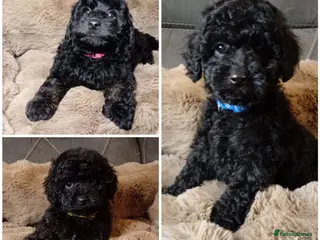 Cavapoo dogs Cavapoo f1b puppies ready now - Advert 2