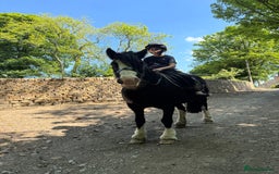 Irish Cob horses for sale: 13hh Super Safe Cob - Image 1