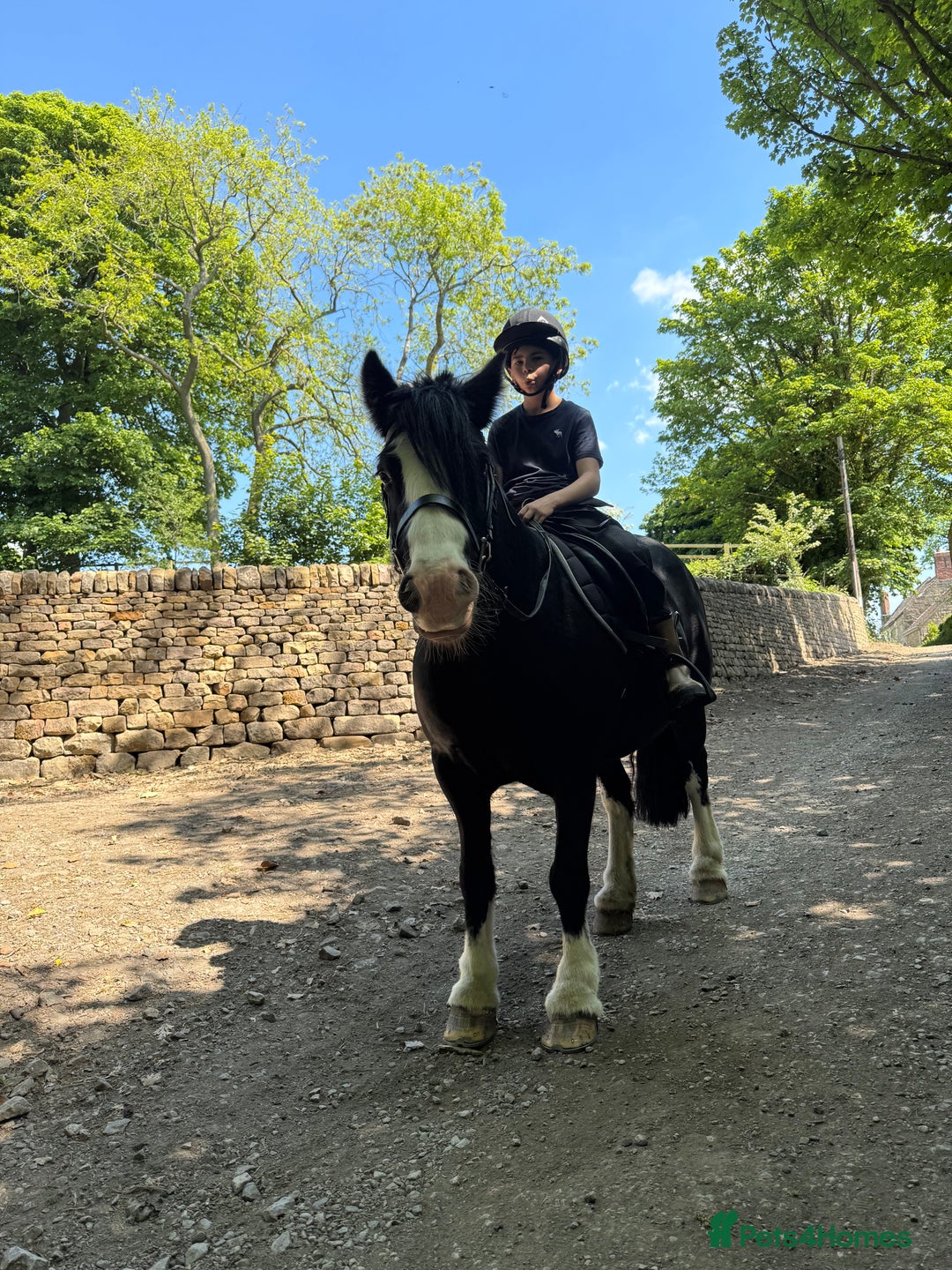 Irish Cob horses for sale: 13hh Super Safe Cob - Image 1