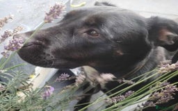 Mixed Breed dogs for sale: Rottweiler x English Bull terrior bitch - Advert 7