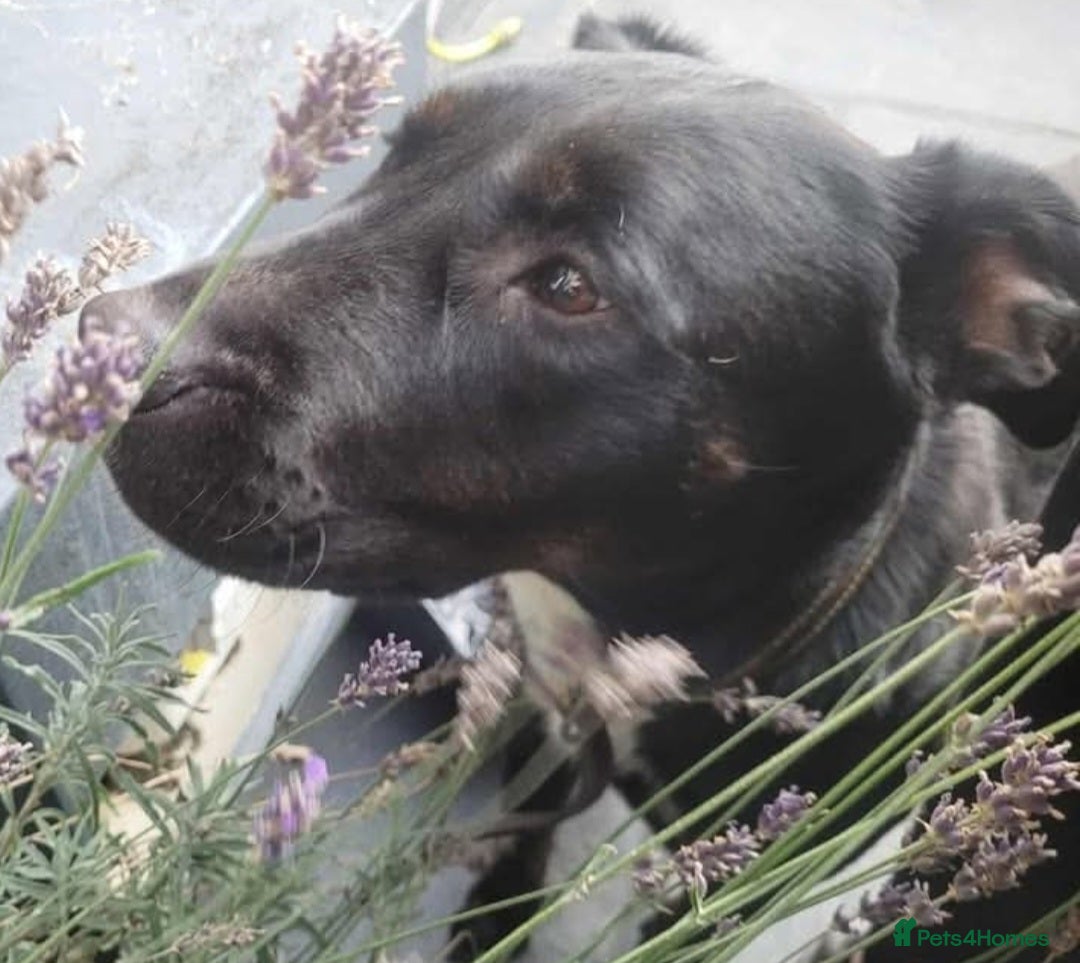 Mixed Breed dogs for sale: Rottweiler x English Bull terrior bitch - Advert 7