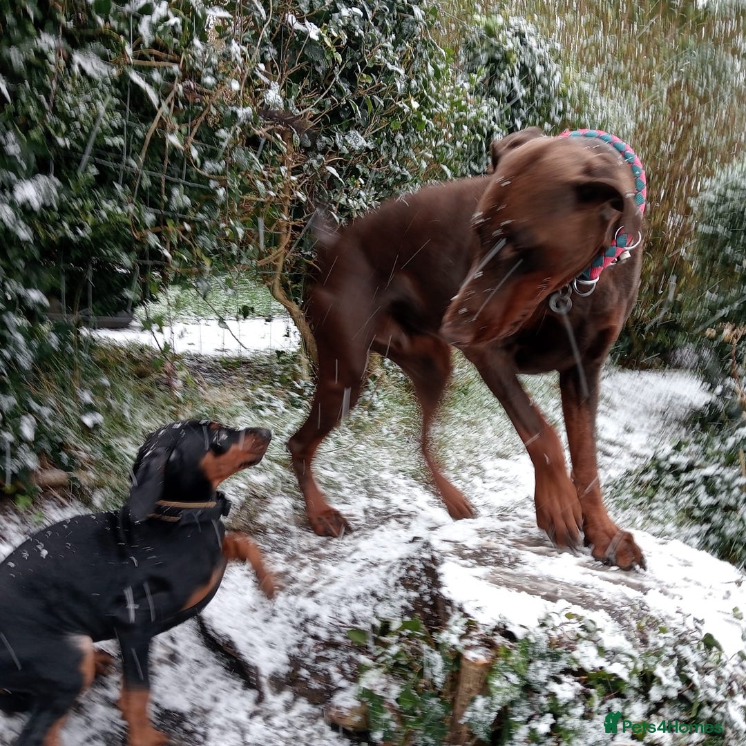 Dobermann dogs for sale: Dobermann puppies - Advert 11