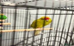 Parrots birds for sale:  Kakariki Pair + Male Indian Ringneck for Sale - Image 5