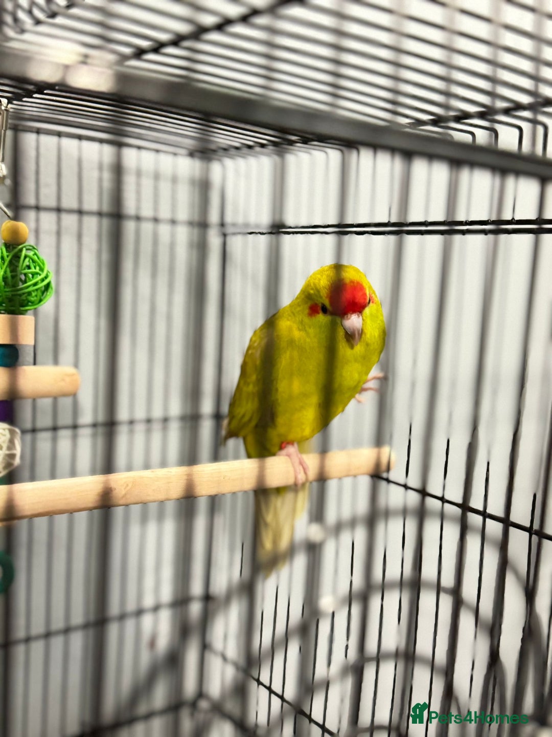 Parrots birds for sale:  Kakariki Pair + Male Indian Ringneck for Sale - Image 5