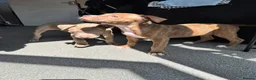 Staffordshire Bull Terrier dogs for sale: Last girl puppy in Great Yarmouth - Advert 2