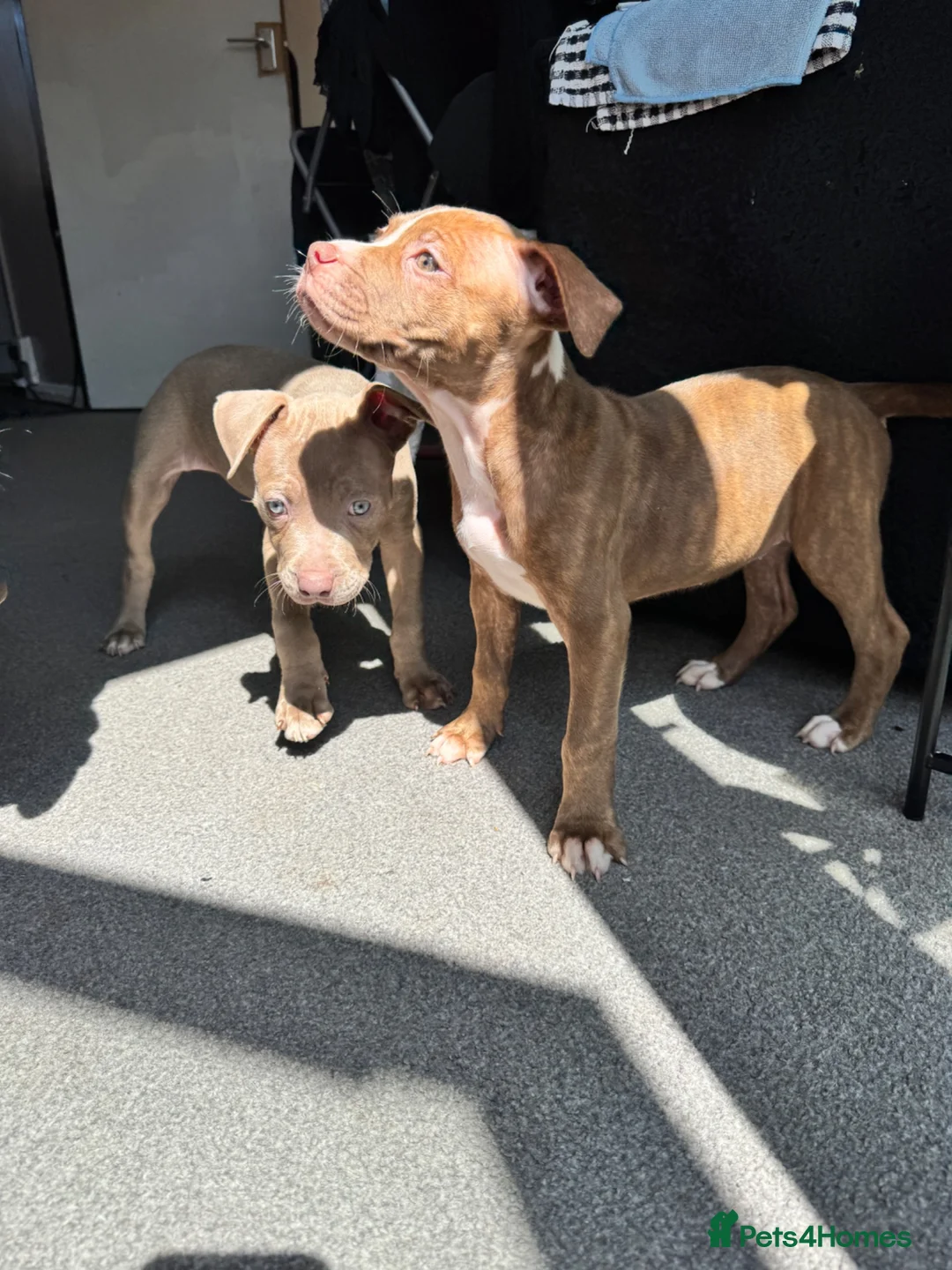 Staffordshire Bull Terrier dogs for sale: Last girl puppy in Great Yarmouth - Advert 2