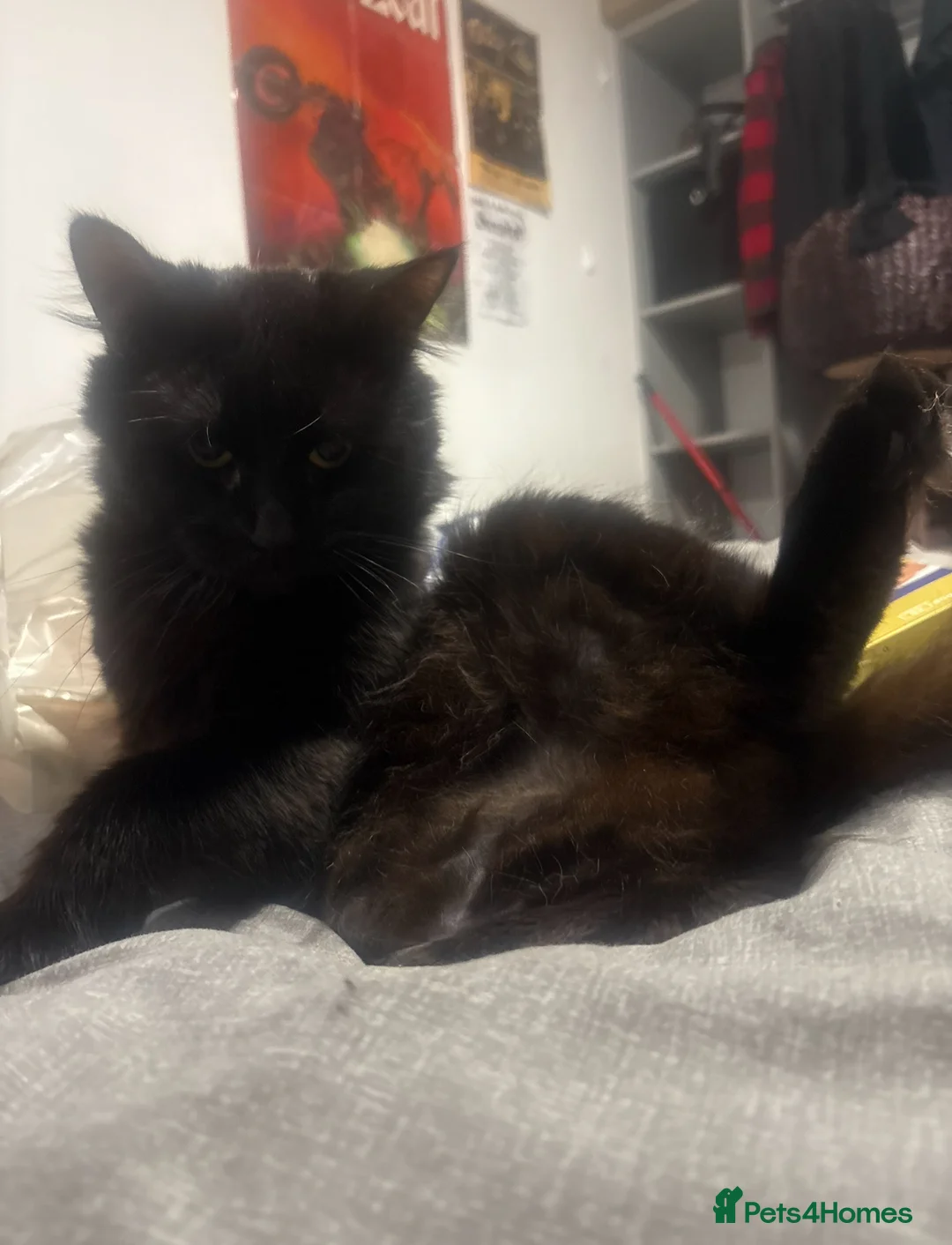 Mixed Breed cats for sale: Cosmo and Sakura looking for a good home  - Advert 3