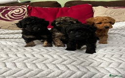 Toy Poodle dogs for sale: Beautiful Toy Poodle Puppies - Image 3