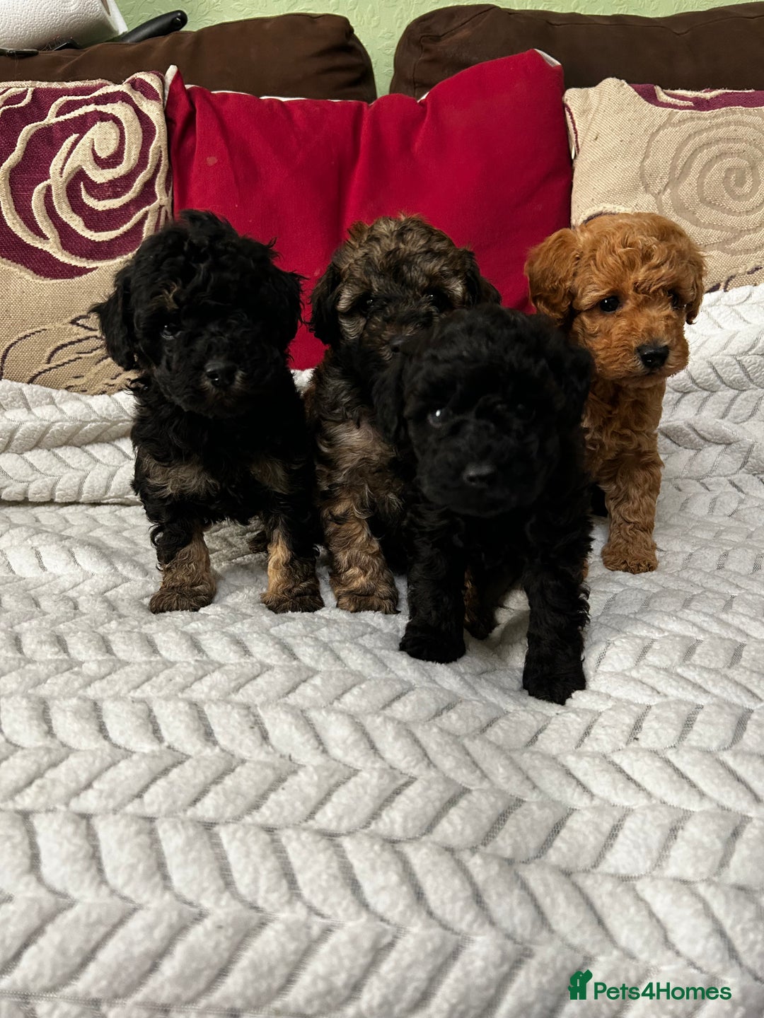 Toy Poodle dogs for sale: Beautiful Toy Poodle Puppies - Image 3